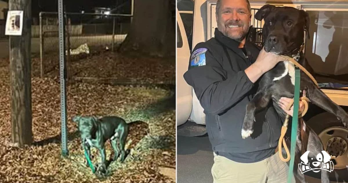 Shelter Saves Abandoned Dog Left Tied to Pole in Freezing Virginia Weather