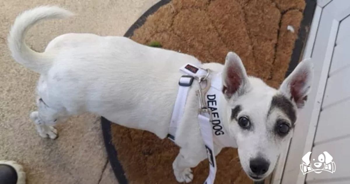 After Fourth Cancer Diagnosis, Jessie the Dog Wins Her Battle and Walks Again