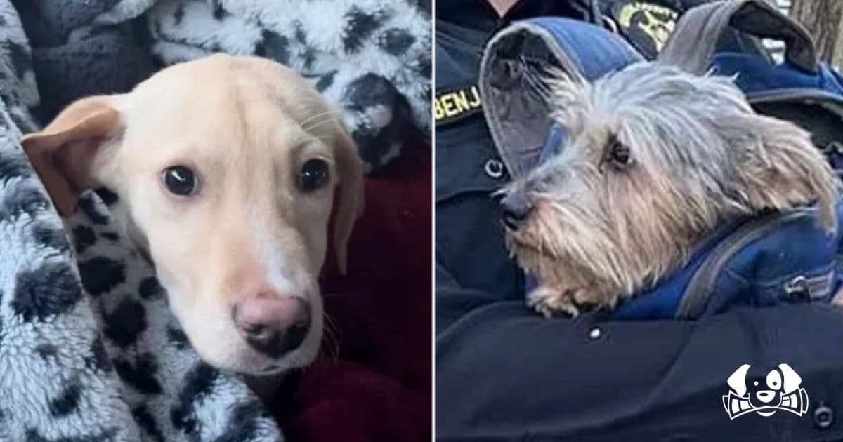 Two Dogs Find Homes After Surviving Plane Crash That Killed Animal Rescue Pilot