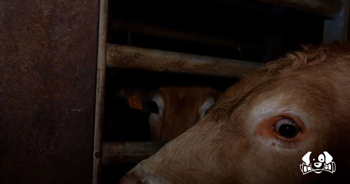 France Slaughterhouse Under Investigation for Brutal Animal Abuse: Decapitated Cows and Beaten Animals