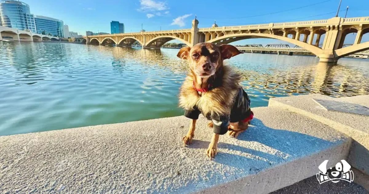 "It Feels Like a Dream!": Man Reunited with His Dog 8 Years After Losing Him During a Move