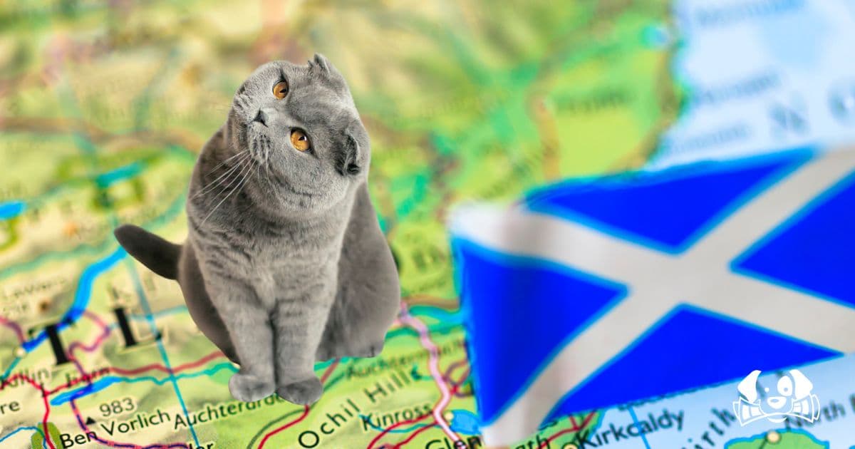 Why Scotland Wants to Ban Residents from Owning Pet Cats
