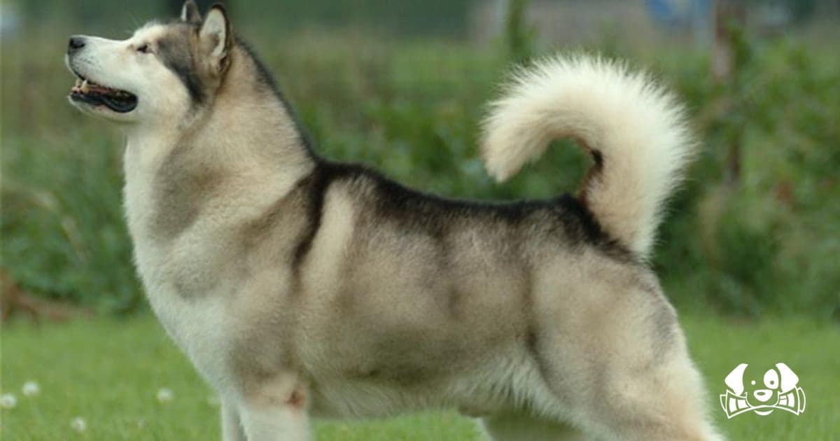 Chinese Influencer Muzzles Dog and Kills It During Livestreamed Bath