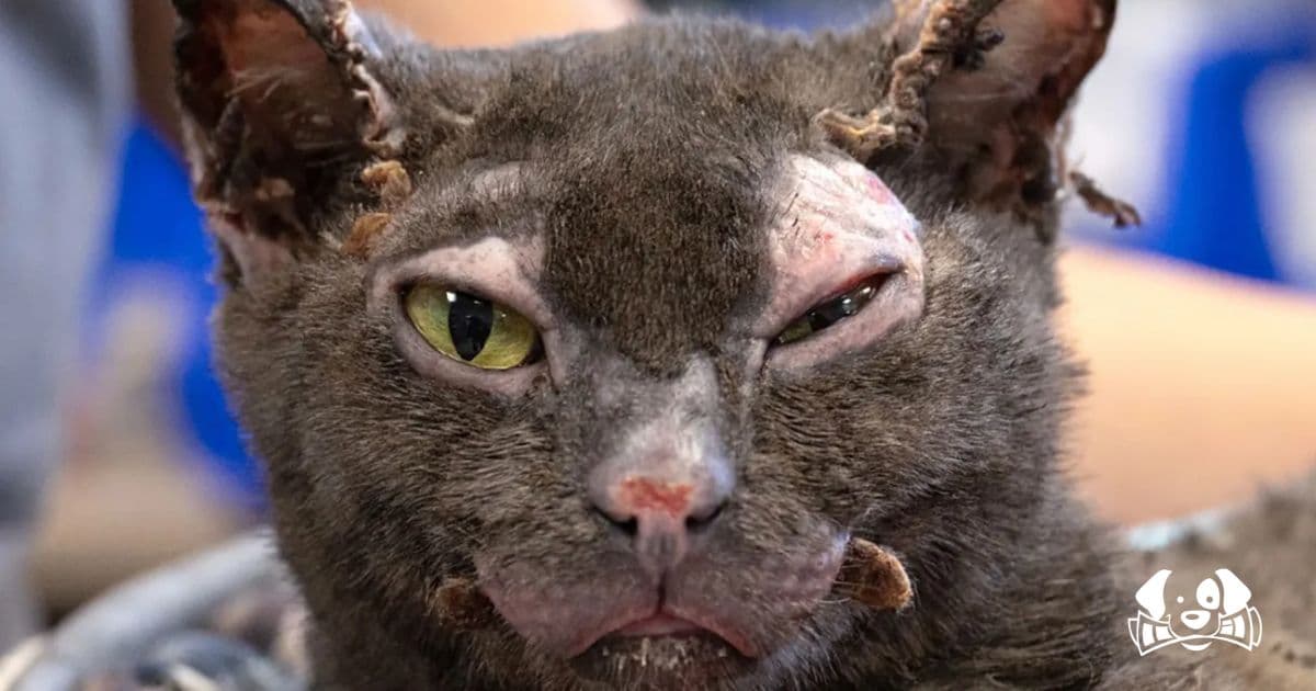 Stray Cat Rescued from California Wildfires Captures Hearts