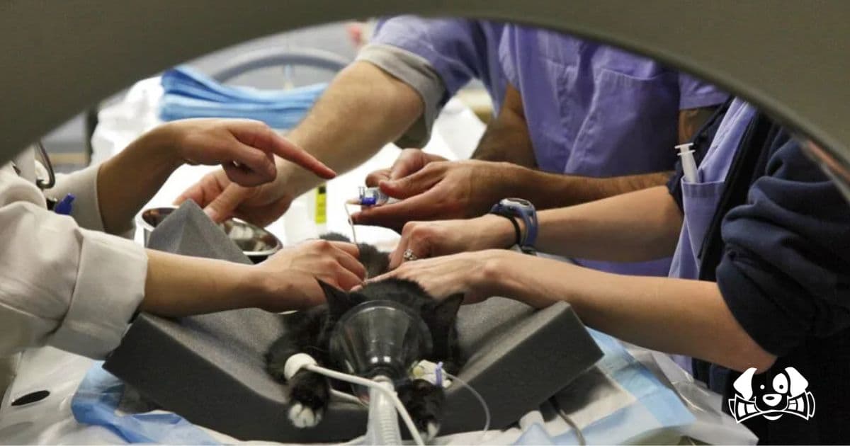 Italian Doctor Under Investigation for Performing a CT Scan on His Injured Cat