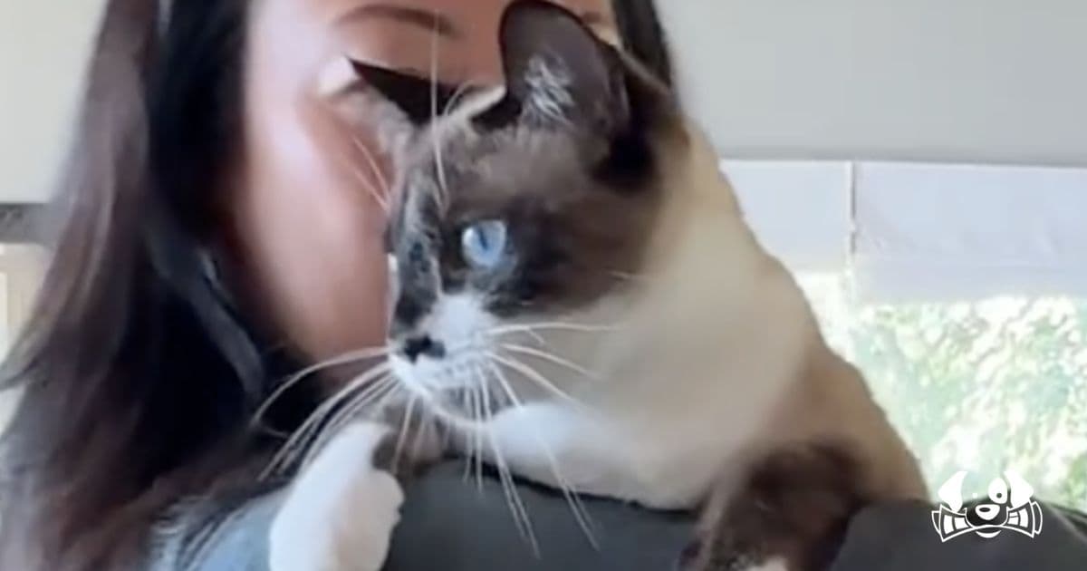 Abandoned Siamese Cat With Broken Leg Rescued and Given a Second Chance