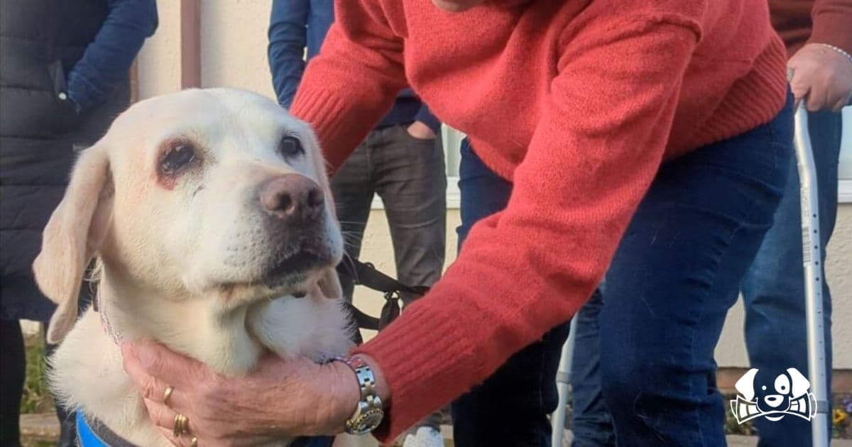 "A Dream Come True": British Couple Reunited with Stolen Dog After Seven Years