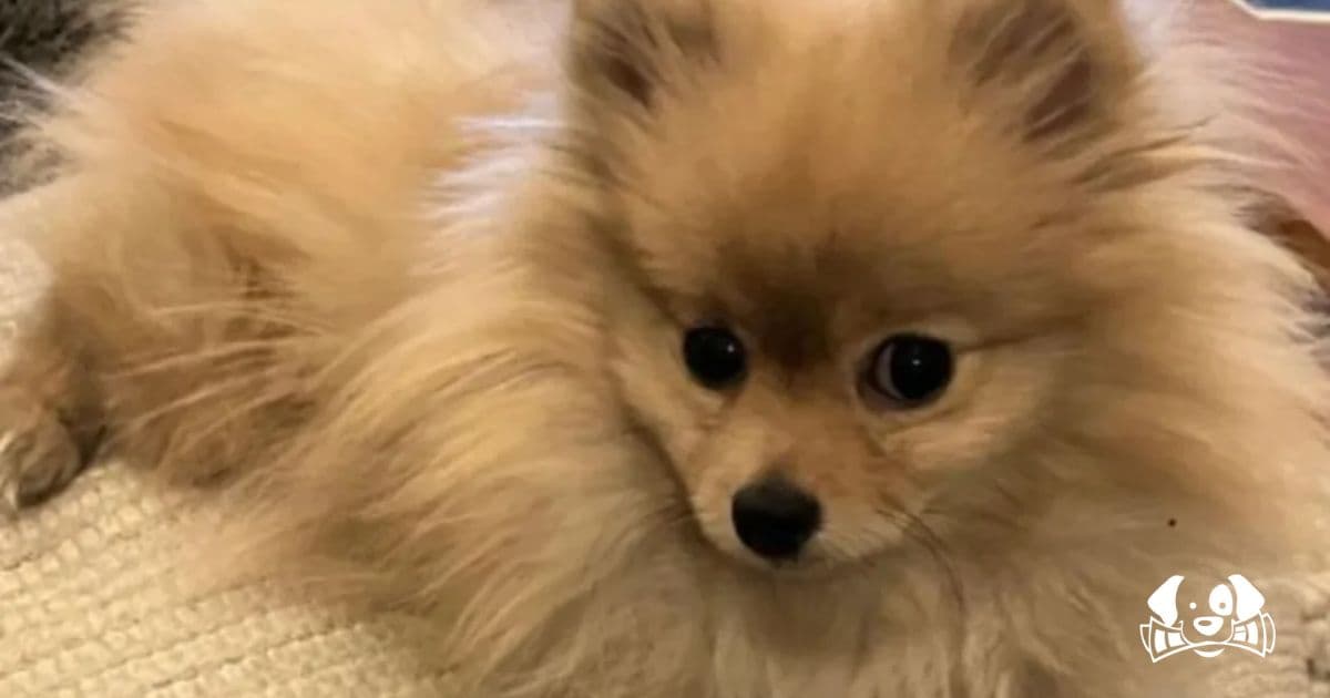 Dog-Jacking: The New Epidemic of Stolen Pets