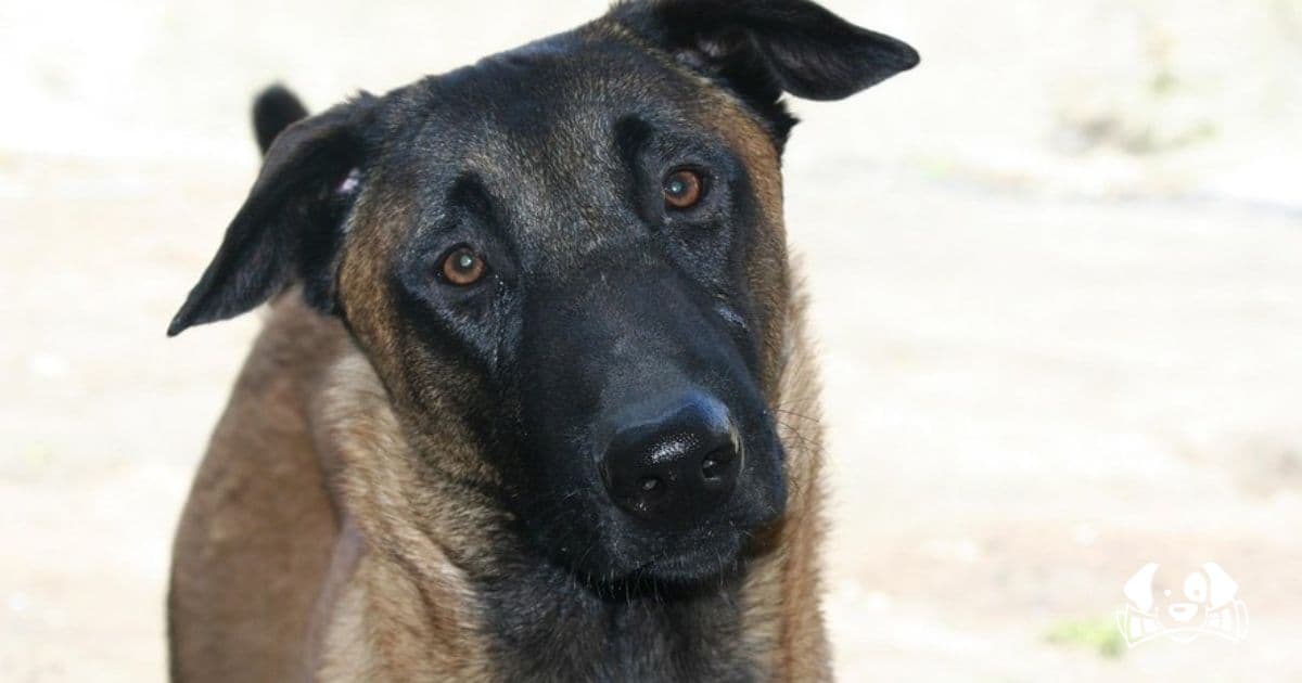The Disappearance of Lucky: A Dog Taken Over a Policeman's Complaints
