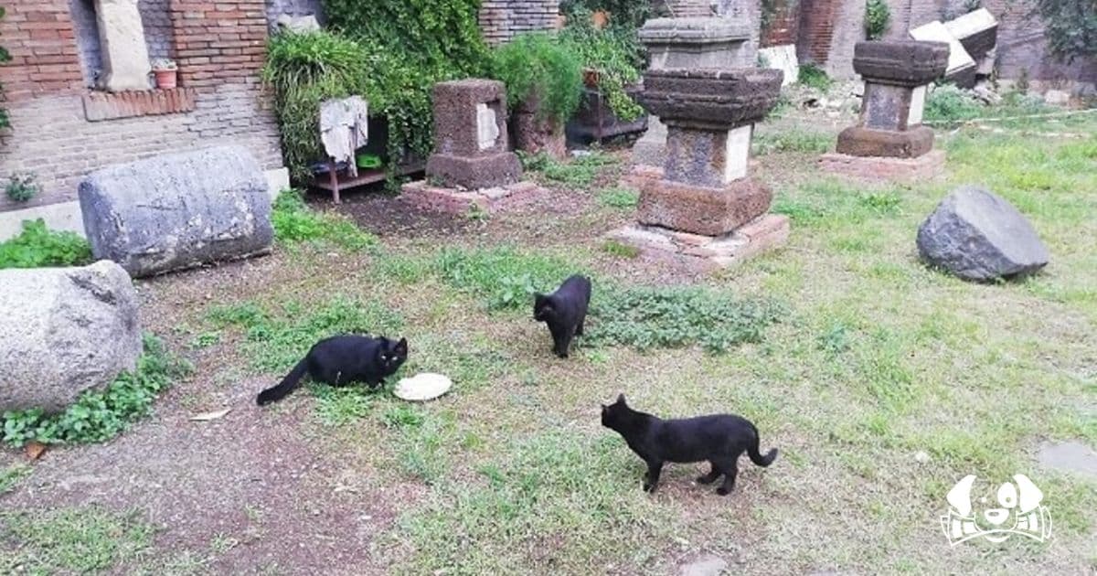 Rome, the City of Cats: Record Number of Feline Colonies as the Capital Seeks to Protect Them
