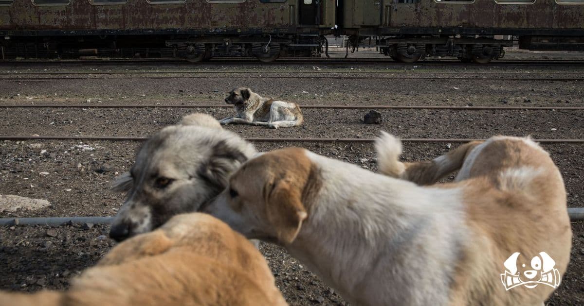 Morocco Plans to Cull Three Million Stray Dogs Before 2030 World Cup