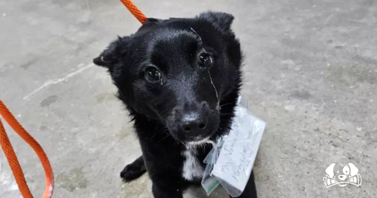 Abandoned Dog Found With Heartbreaking Note Tied Around Her Collar