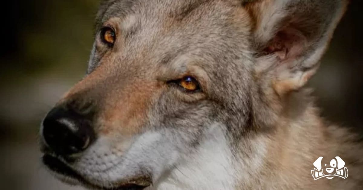 "There Were Two Gunshots, and I Heard Him Scream": Wolfdog Shot Dead During Walk Near Menton