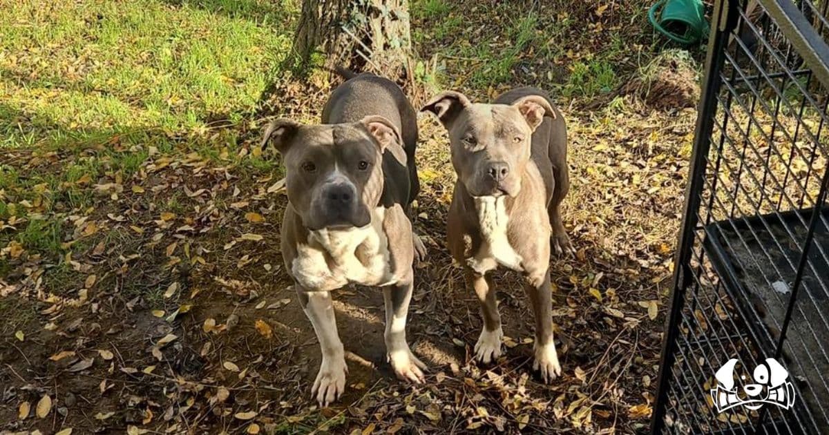 "They Were Adorable": Saphir and Hulk, Two Missing Dogs Found Mutilated in France