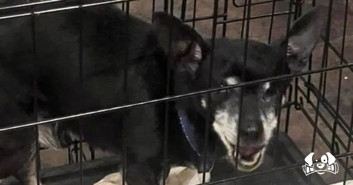 The Heartbreaking Story of a Nameless Dog Left Behind in the Snow Outside a Church