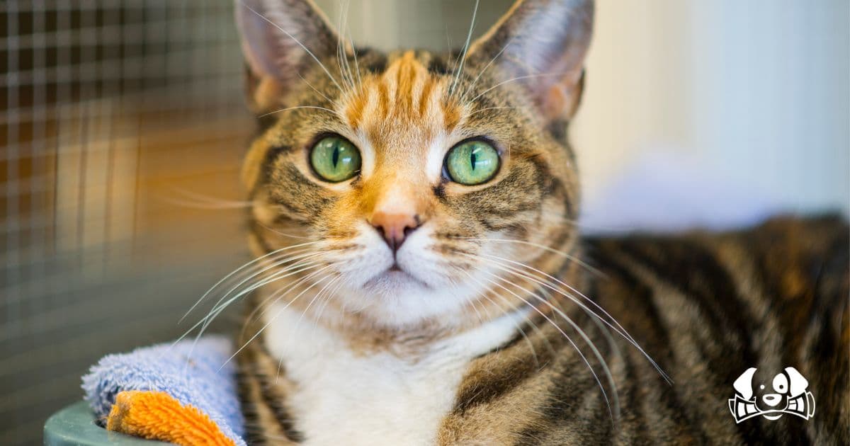 Shelter Cat Owner Discovers Heartbreaking Reminder of Her Former Life