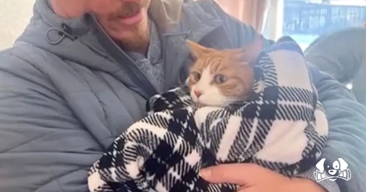 Cat Miraculously Survives Three Weeks Trapped in a Sofa During Family's Cross-Country Move
