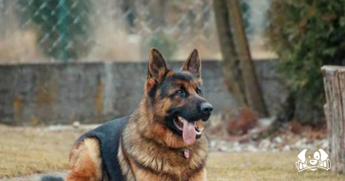 Texane, the Dog Stolen at the Paris Agricultural Show