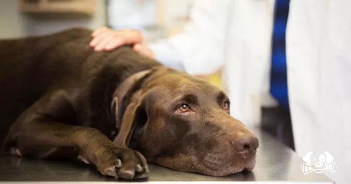 Avian Flu: New Strain in China Infects Dogs and Poses a Potential Risk to Humans