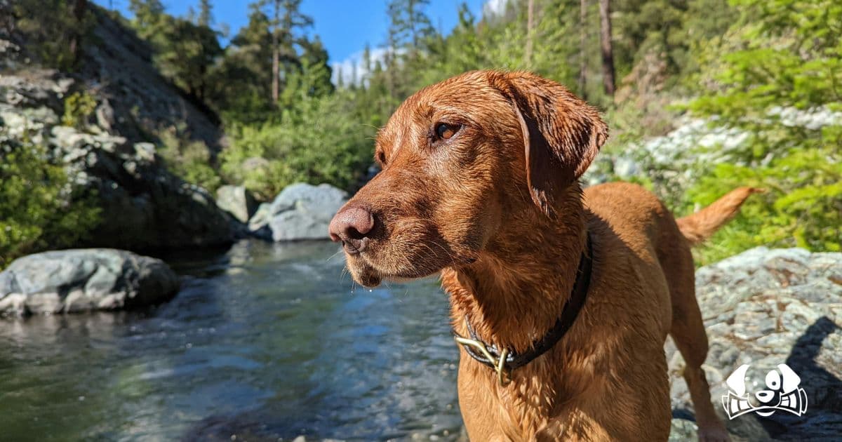 Dog Fetches a Human Thigh While Swimming in a Canal