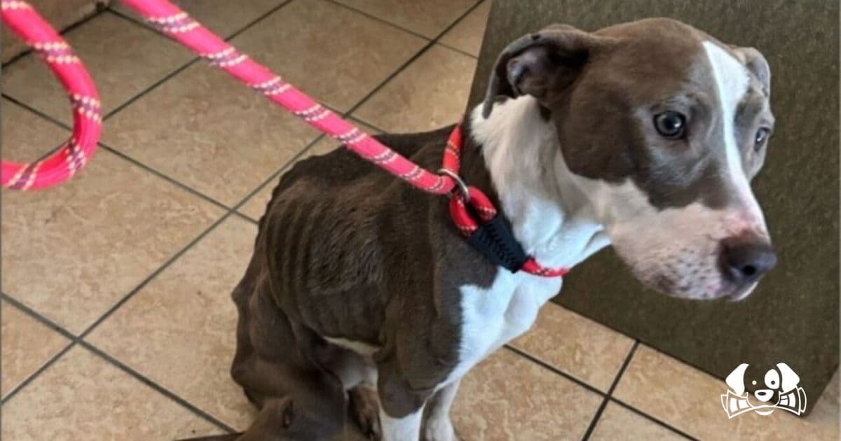 Nébé, an Abused Dog, Rescued by Police Just in Time