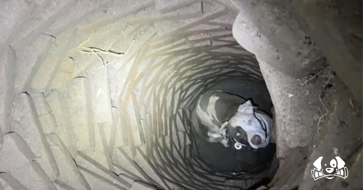 The Heartwarming Story of a Stray Dog Adopted After Surviving Several Nights in a Texas Well