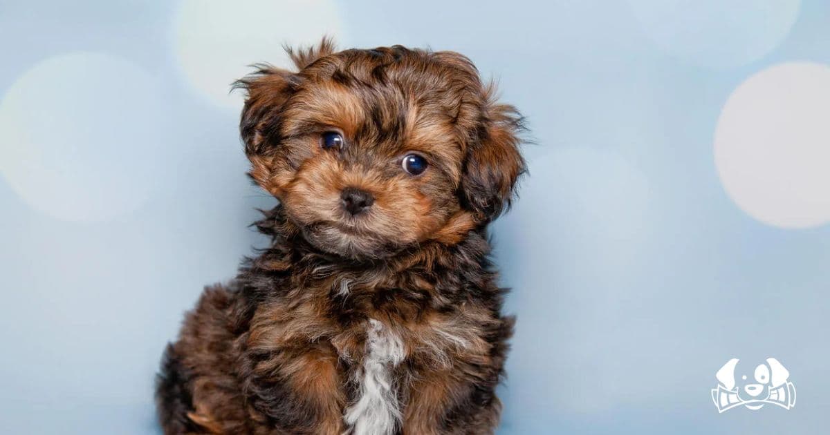 Two Dogs Rescued After Being Kidnapped and Held for $1 Million Ransom