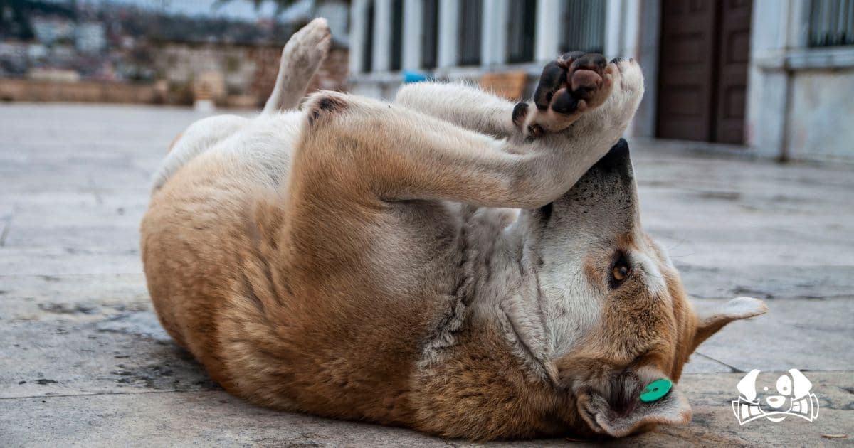 Turkey to Fully Enforce Controversial Stray Dog Law