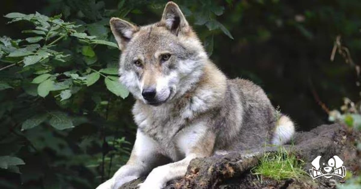 Hunter Admits to Shooting a Dog After Mistaking It for a Wolf