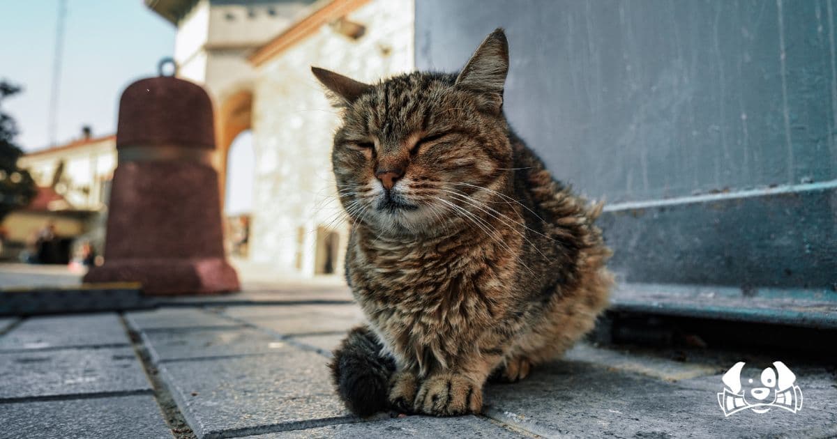 A Cat Reunites With Its Owner After Nine Years Lost