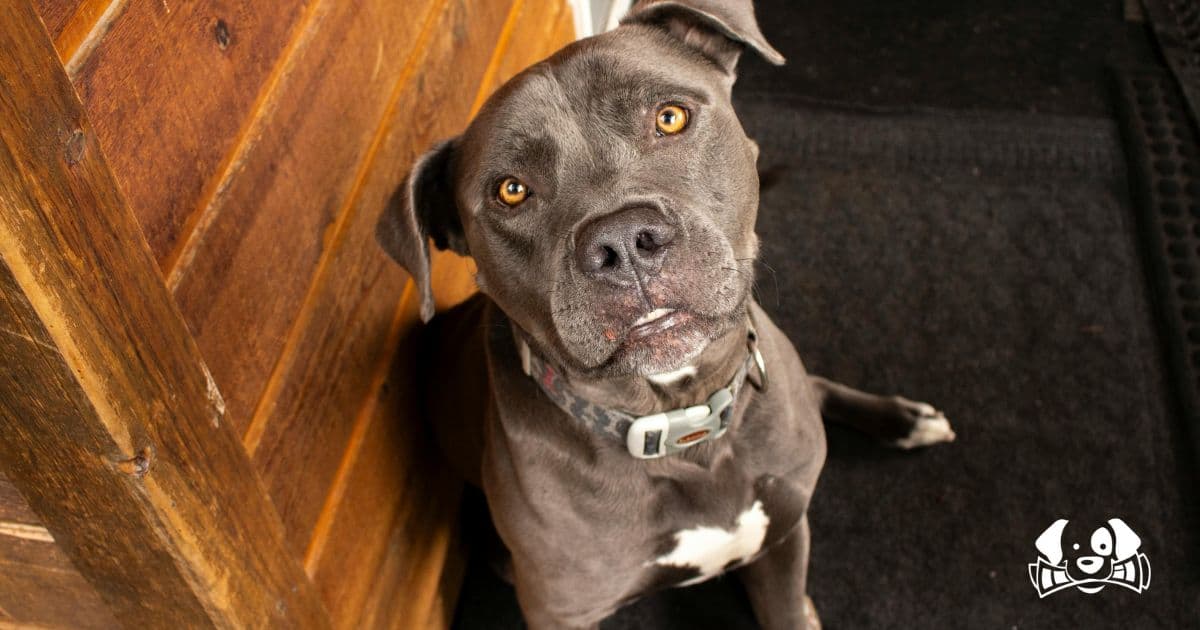 Dog Fires Gun and Injures Owner in Unbelievable Incident