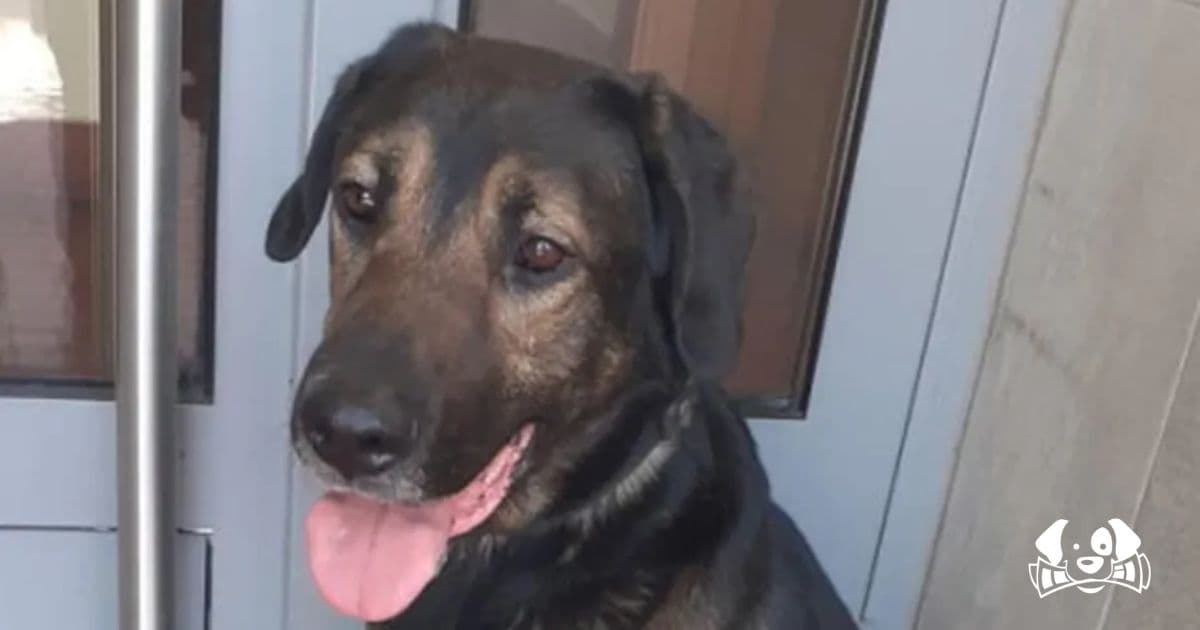 Dog Dies After Being Electrocuted by Public Streetligh