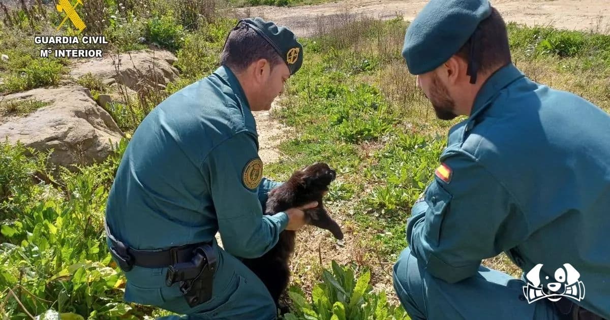 Guardia Civil Investigates Minor for Killing a Cat at a School