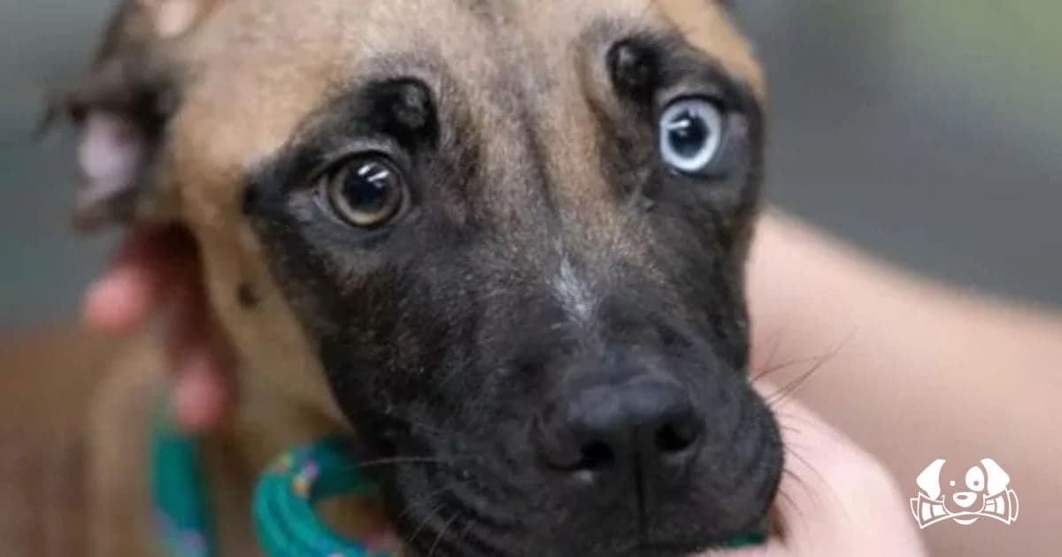 Abandoned and Tied to a Fence: The Miraculous Rescue of Levey the Dog