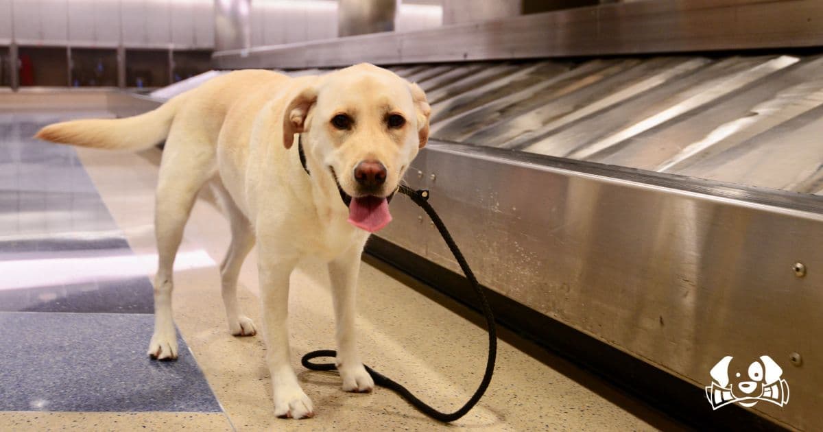 Woman Kills Dog in Airport Bathroom After Being Denied Boarding