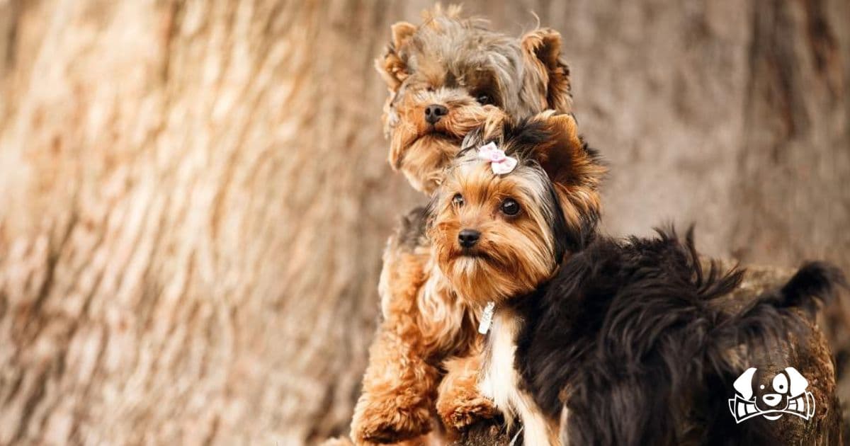 Woman Throws Her Two Dogs from Eighth-Floor Apartment Because She Was "Fed Up" with Walking Them