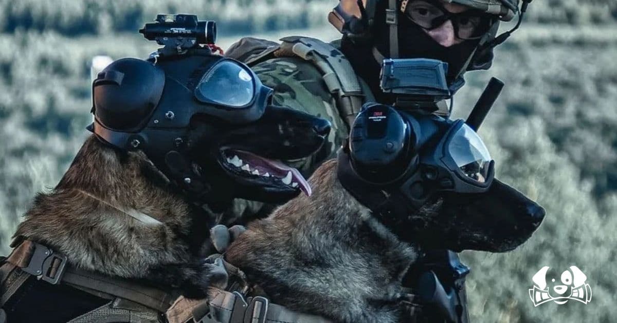Zero, the War Dog Fighting Terrorism in Iraq Alongside the Green Berets