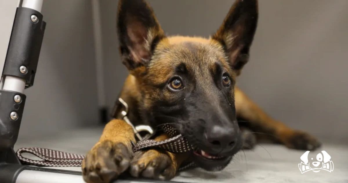 "He's Getting Better": Vasco, the Puppy Brutally Beaten by Owner, Miraculously Survives