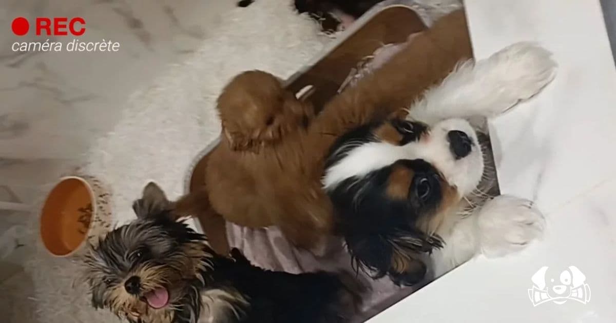 Animals Sold via "Click & Collect" or Home Delivery: Pet Stores Flouting the Law