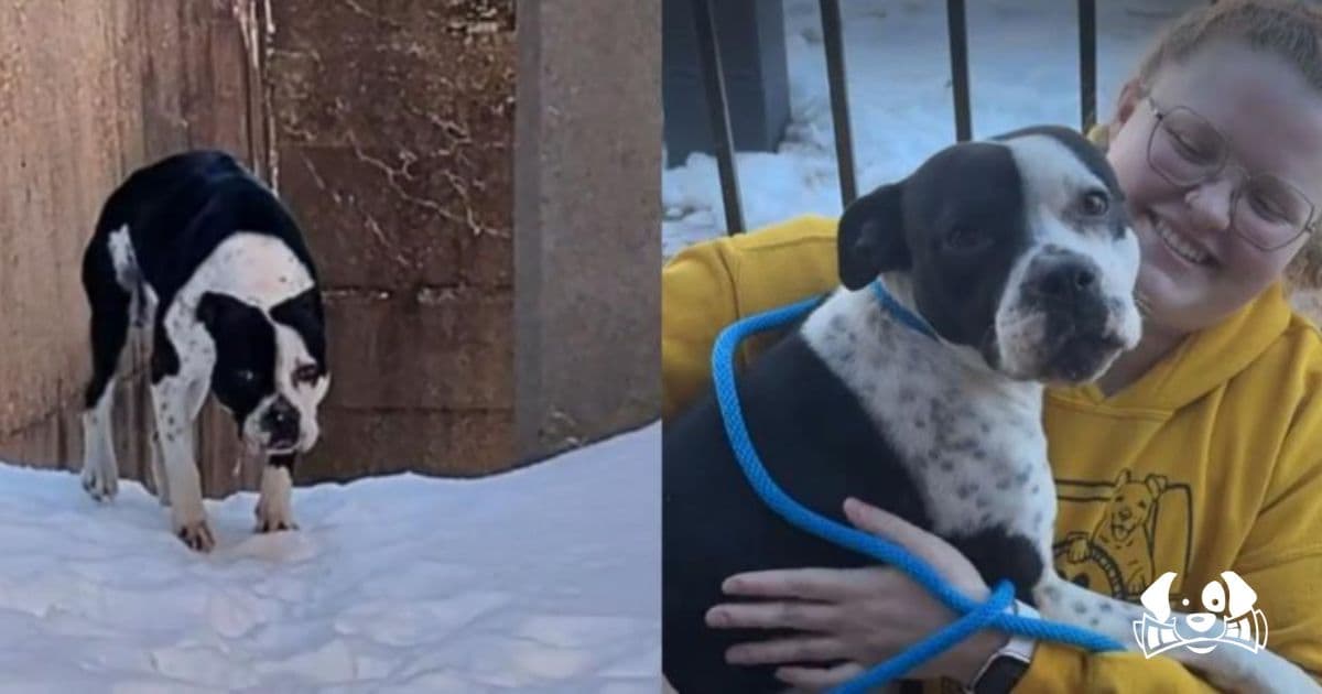 Dog Rescued From Snow After Being Abandoned