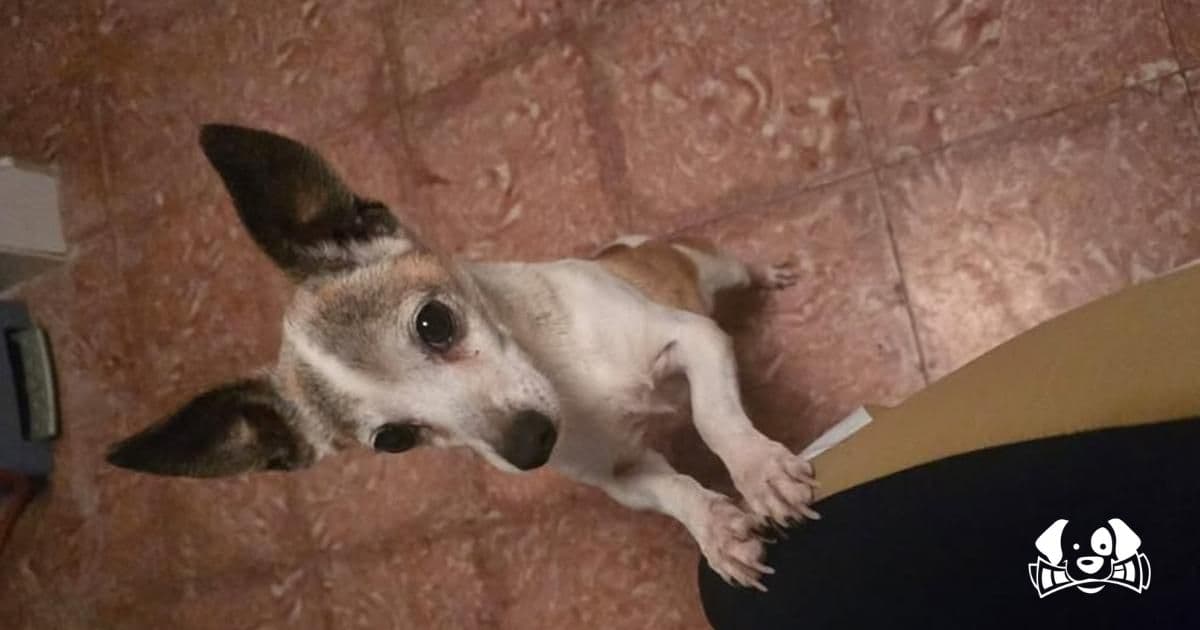 Dog Found Decapitated in Tenerife, Head Left at Owner's Doorstep
