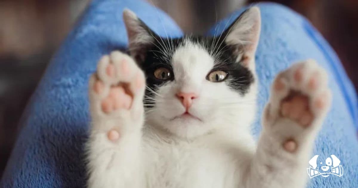 Spanish Government Warns Cat Owners: New Law Requires Microchipping or Fines Up to €200,000