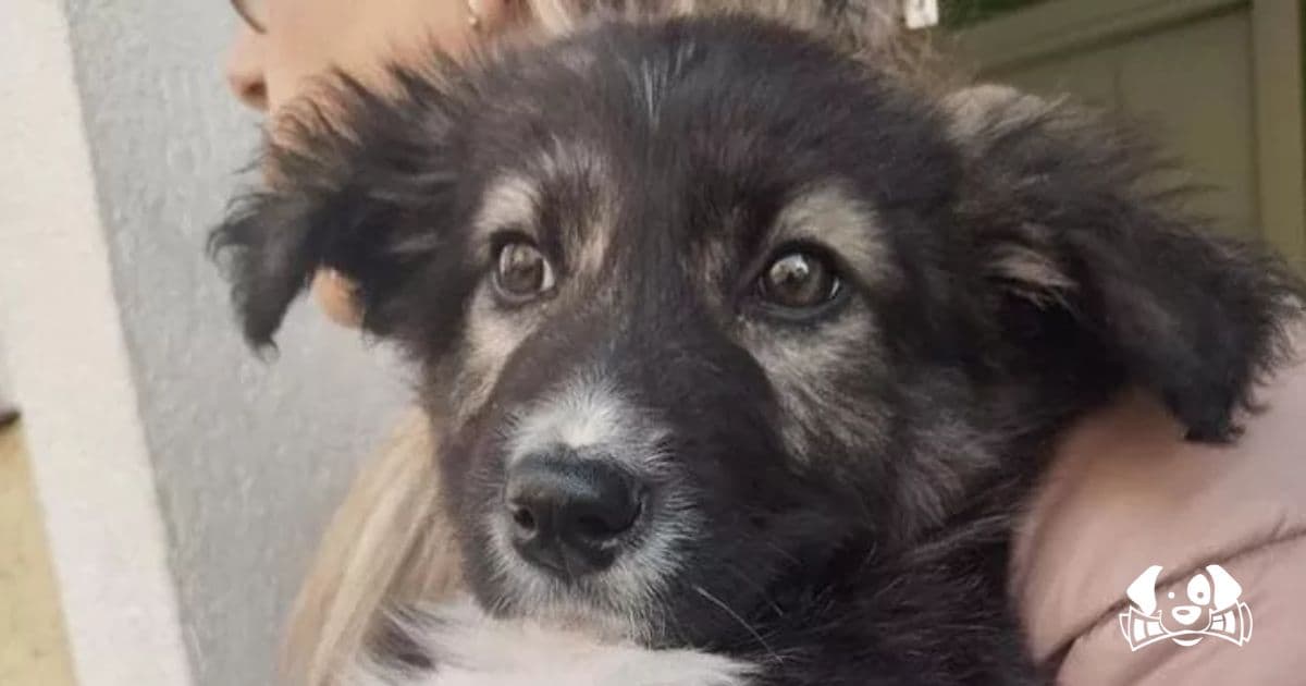 Dea, the Abandoned and Sick Puppy, Is Looking for a Very Special Family