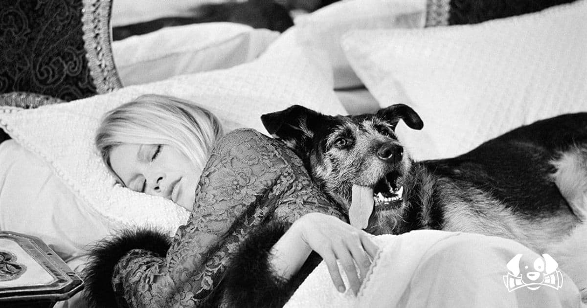 “A Monstrosity”: Brigitte Bardot Calls for Immediate Ban on Hunting with Hounds in France