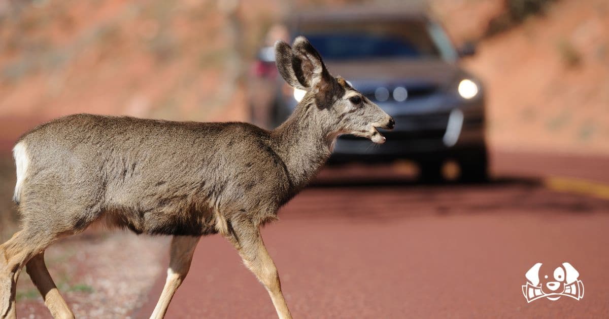 “This Morning, I Killed a Deer”: A Journalist’s Encounter with Wildlife Turns Tragic
