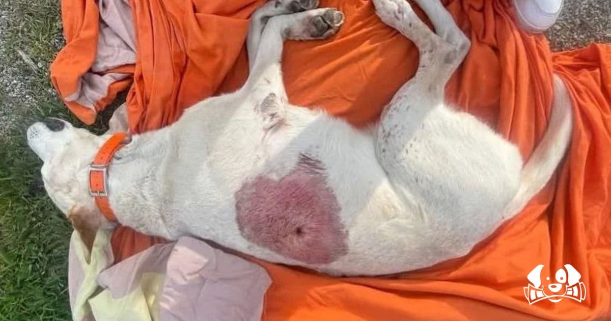 Dog of 6-Year-Old Girl Shot Dead in Front of Her Eyes