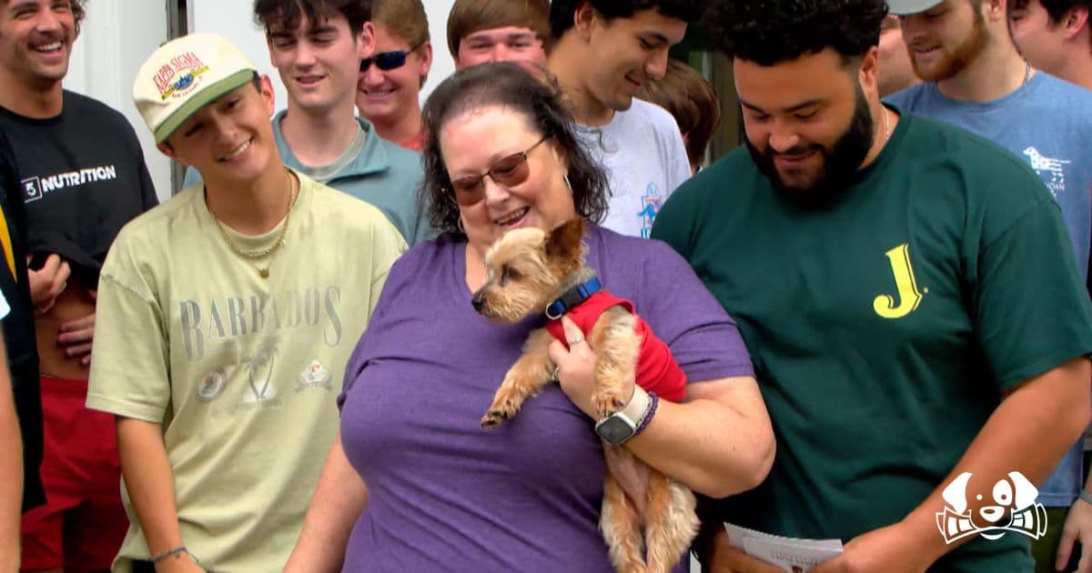 Dog Found with Knife Lodged in Head After 24-Hour Disappearance