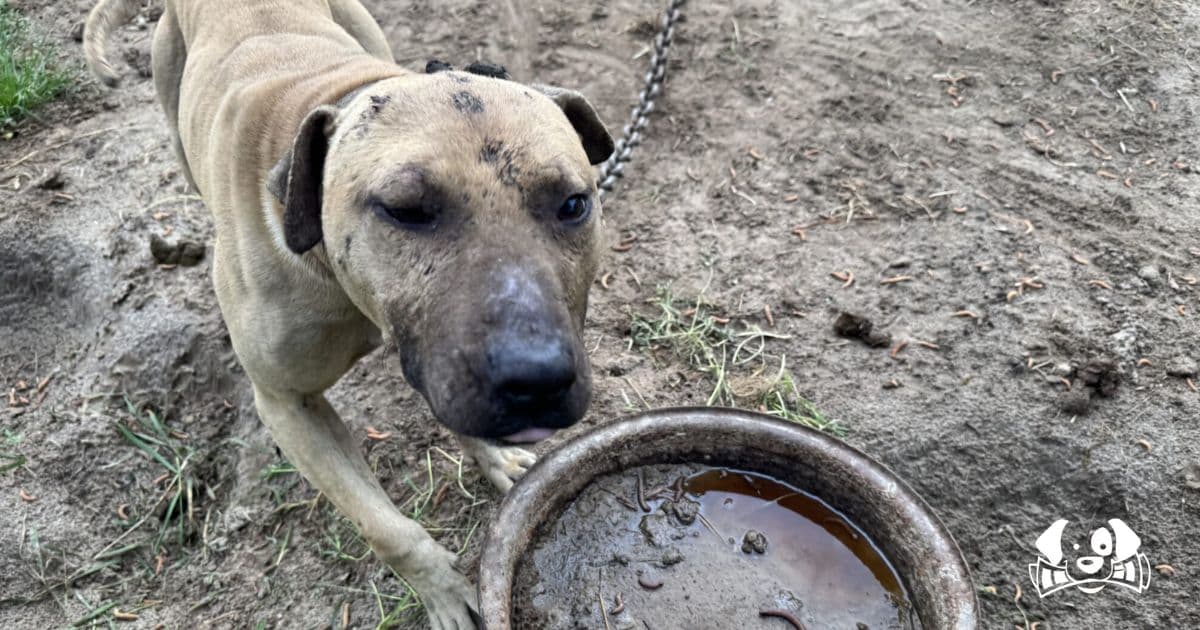 Chained, Starved, and Scarred: 160 Dogs Freed from Brutal Fighting Ring