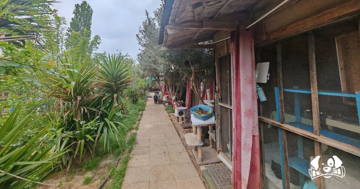 "Les Chats Libres de Béziers" Ordered to Vacate Shelter, Future of 250 Cats in Jeopardy