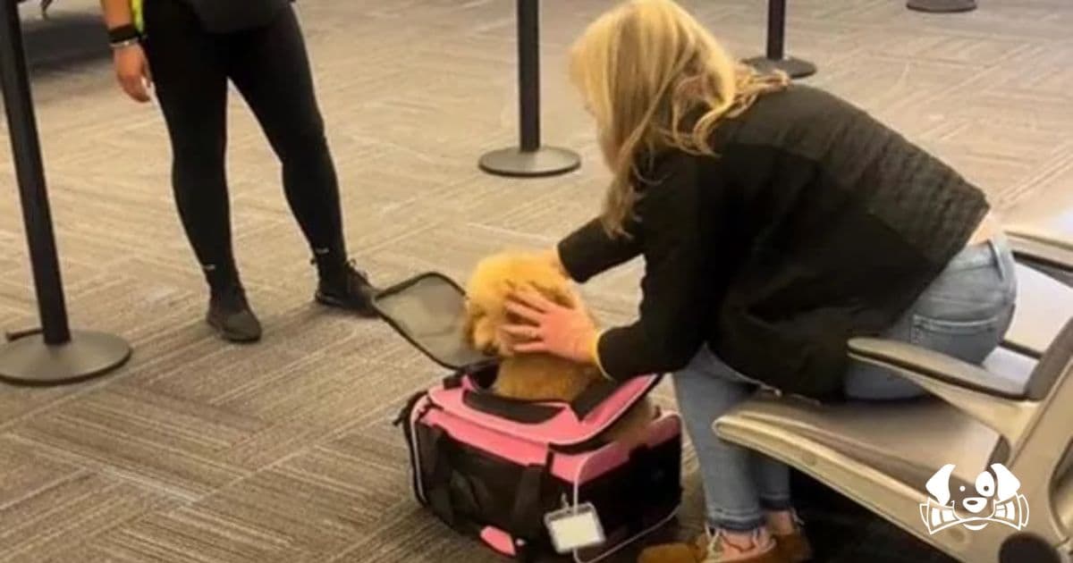 Woman Sparks Outrage After Forcing Dog Into Undersized Carrier to Fly in Cabin
